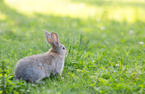 grey rabbit on a sunny green lawn 