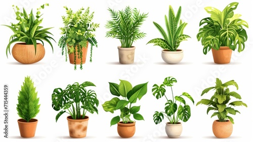 Collection of decorative houseplants isolated on white background