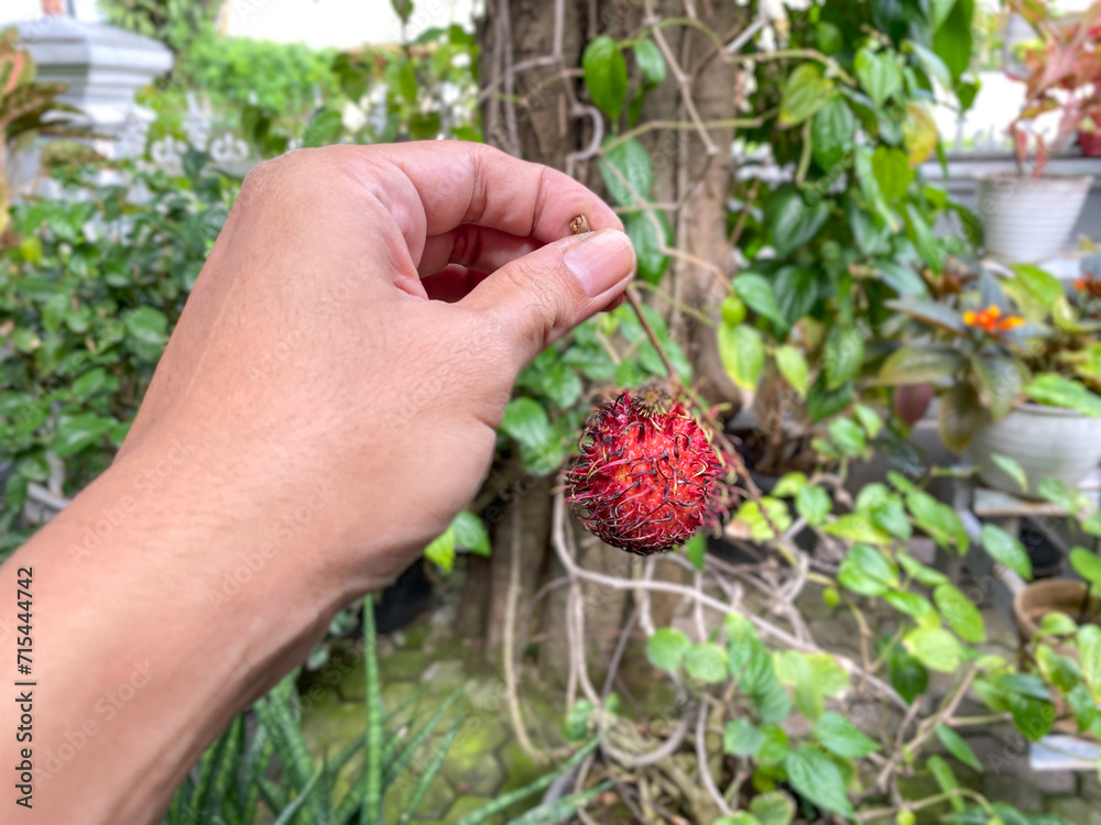 Man holding rambutan fruit Man holding rambutan fruit