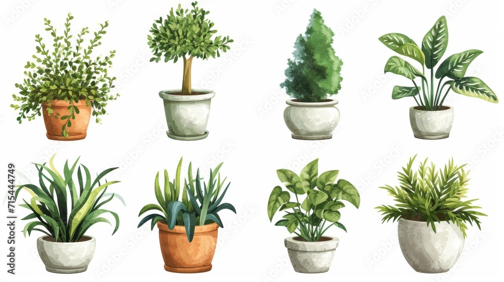 Fototapeta premium Collection of decorative houseplants isolated on white background