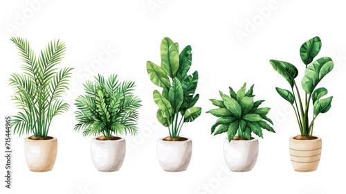 Collection of decorative houseplants isolated on white background © Media Srock