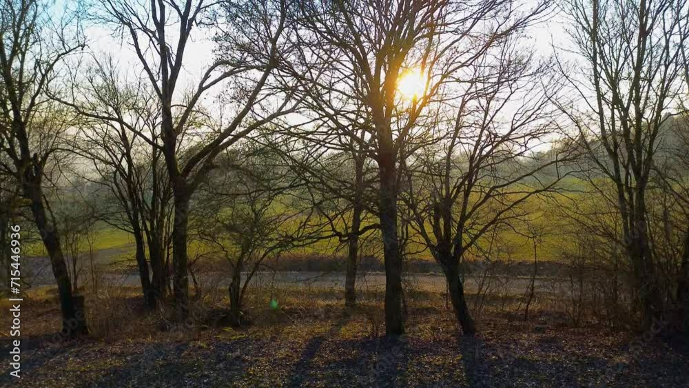 Afternoon Elegance: Winter Sun Silhouettes Trees in a Mesmerizing Dance of Shadows Afternoon Elegance: Winter Sun Silhouettes Trees in a Mesmerizing Dance of Shadows