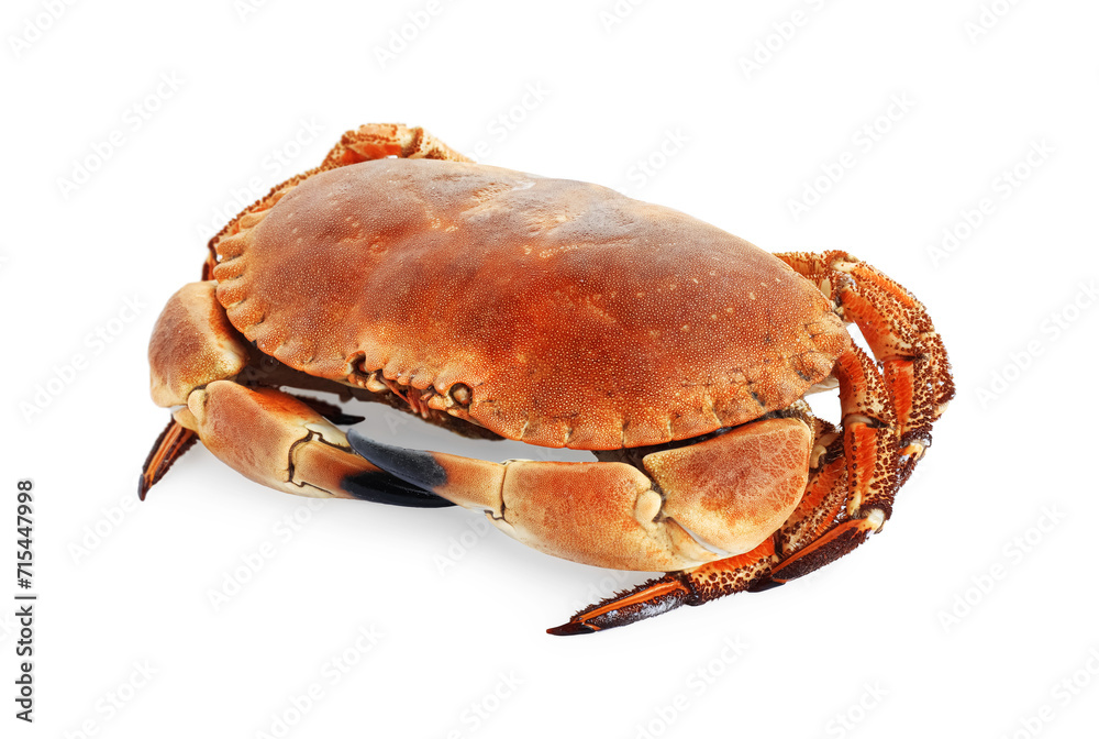 One delicious boiled crab isolated on white One delicious boiled crab isolated on white