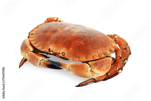 One delicious boiled crab isolated on white