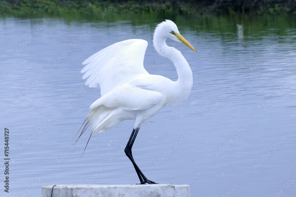 Uma linda Garça Branca Grande na lagoa de Guaratiba - Maricá - RJ Uma linda Garça Branca Grande na lagoa de Guaratiba - Maricá - RJ