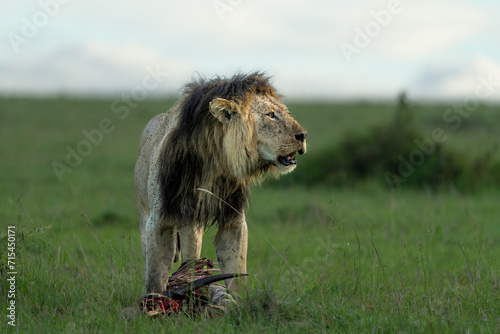Fototapeta Naklejka Na Ścianę i Meble -  the lion king with his prey facing right roaring