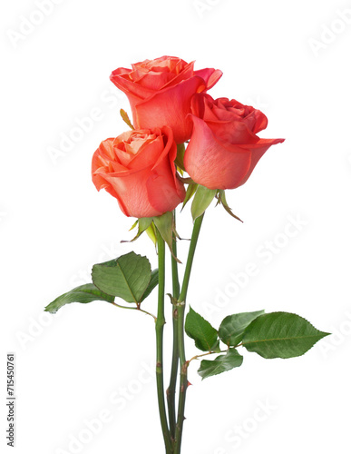 Three orange red Roses with green leaves isolated on white background.