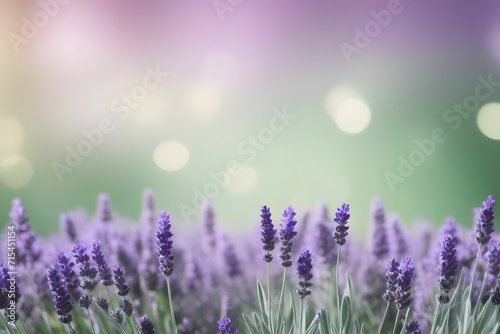 lavender flowers in the garden.