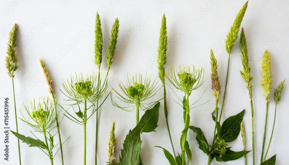 few stalks and inflorescences of various meadow grass at various angles on white background - obrazy, fototapety, plakaty 