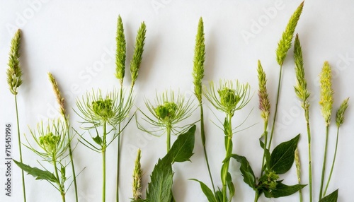 few stalks and inflorescences of various meadow grass at various angles on white background photo