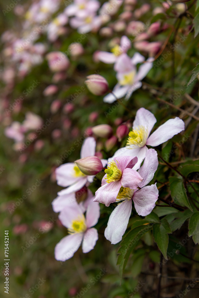 Fototapeta premium Mountain clematis montana rubens blooming in late spring