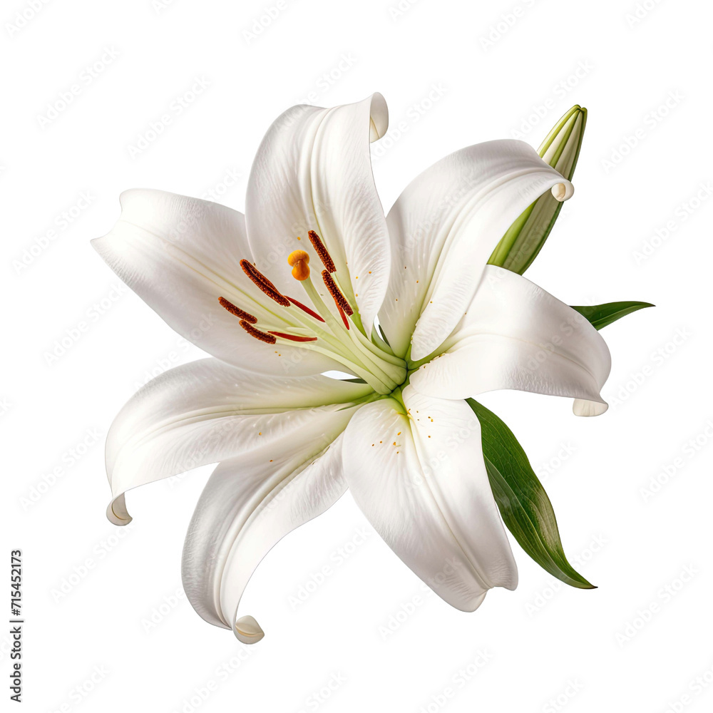 Single pure white lily head with copy space transparent background Single pure white lily head with copy space transparent background