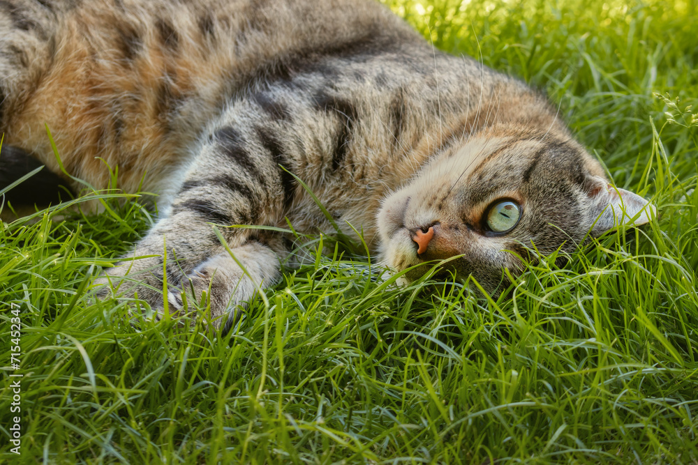 Tabby cat lying on grass and peeking up with one eye Tabby cat lying on grass and peeking up with one eye