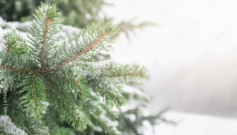 winter beautiful green fir tree branches background spruce with needles closeup nature winter banner christmas wallpaper concept with copy space