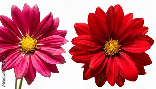 selection of red flowers isolated on white