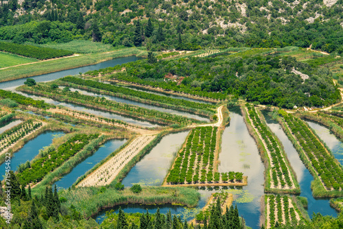 Croatia, Dubrovnik-Neretva County, Pizinovac, Cultivated wetland in summer
