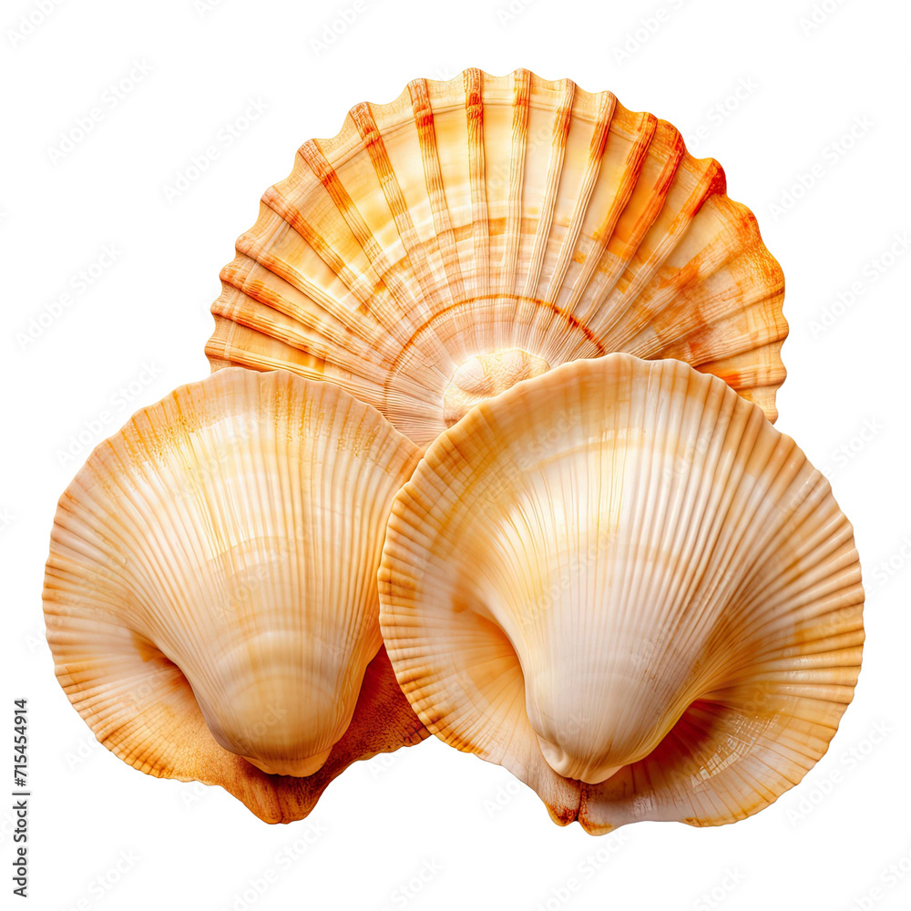 Three seashells isolated cutout on transparent background Three seashells isolated cutout on transparent background