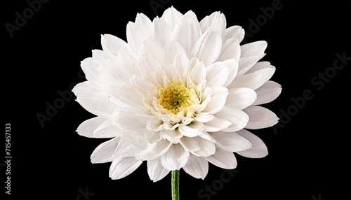 flower isolated on transparent background isolated extracted png file