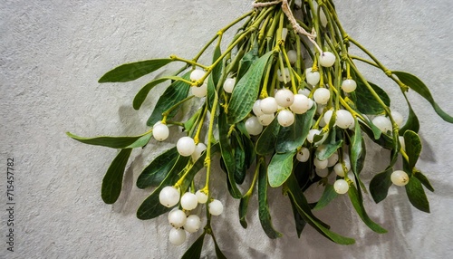 bunch of mistletoe twigs with white berries hanging from a wall traditional christmas holiday design element with subtle shadow