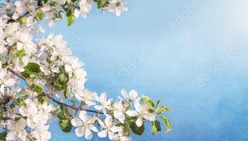 spring postcard banner with branches of blossoming apple tree as a frame blue background place for text © Faith