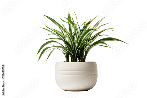 Variegated Monstera plant in white pot  isolated on PNG Background. Generative Ai.