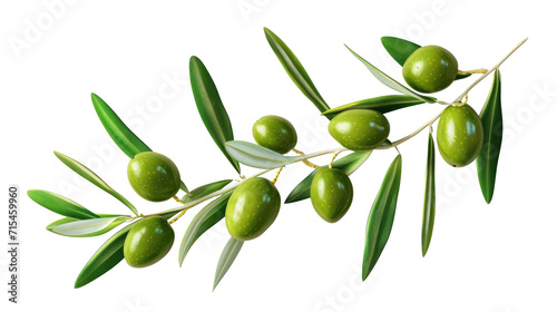 Olive branch with green olives isolated on transparent photo