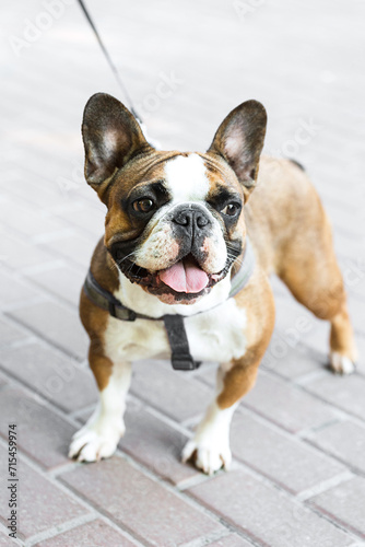 Fototapeta Naklejka Na Ścianę i Meble -  French bulldog close-up in full growth. The young dog looks straight.