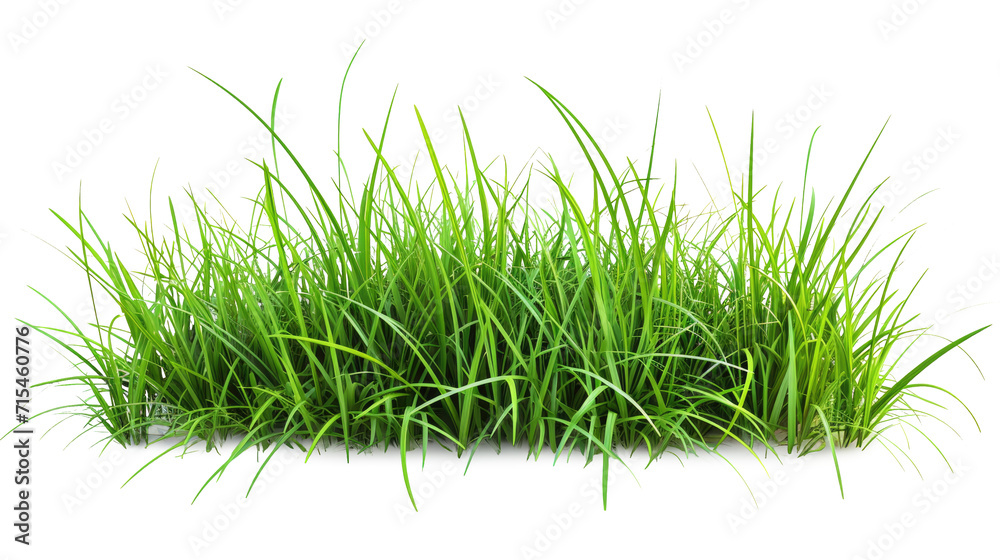 Green grass on transparent background. Spring or summer plant lawn Green grass on transparent background. Spring or summer plant lawn