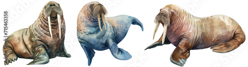 Collection of three watercolor style clipart illustrations of a walrus isolated on a transparent background photo