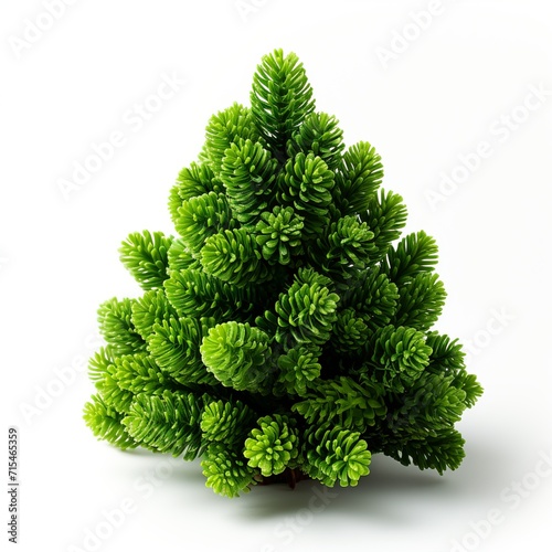 Green tree isolated on white photo