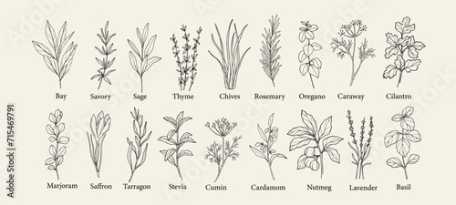Hand drawn herbs and spices collection photo