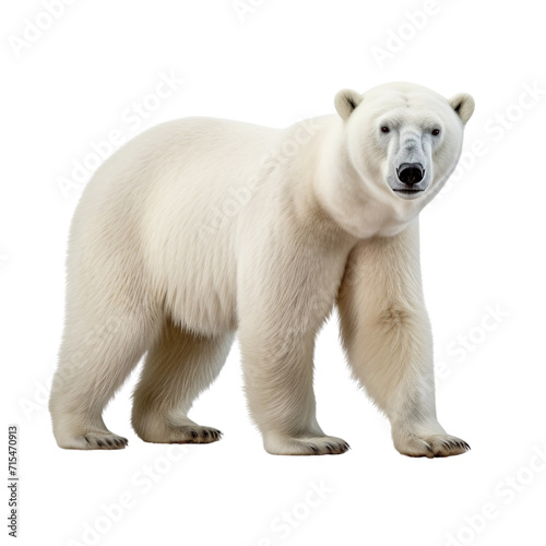 Polar bear clip art