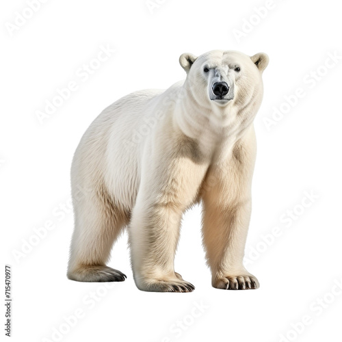Polar bear clip art © Graphic