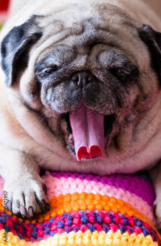 Cute sleepy pug wrapped in warm colorful blanket at home. Champagne colored domestic dog enjoying the warmth indoors on the sofa and soft blanket yawning. Heating season concept.​ photo