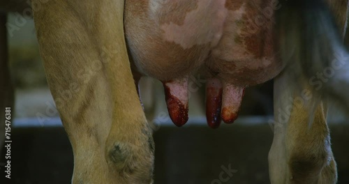 Jersey cow teat disinfection before milking machine attachment procedure