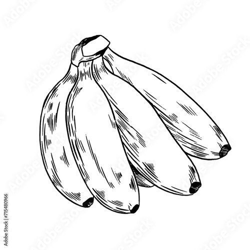 Illustration Vecteur banane