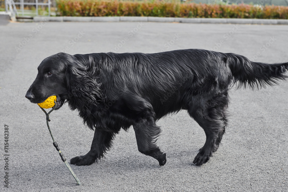 Portrait of black flat-coated retriever walking and playing on the asphalt street, purebred dog against the backdrop of urban