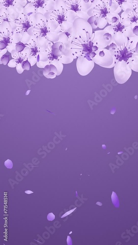 tree branches full of flowers with mild movements in wind and flower petals falling slowly. Petals falling over purple color background.
