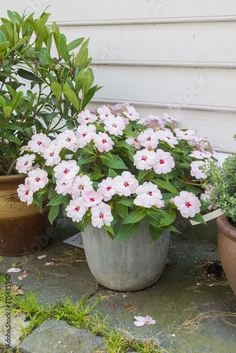 Pot container with white busy lizzy impatiens walleriana as a display outside house. photo