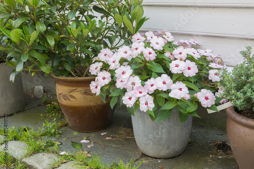 Pot container with white busy lizzy impatiens walleriana as a display outside house.