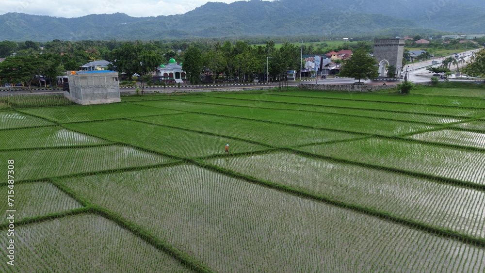 Aerial View of Farmers in Rice Fields in the Countryside, Bone Bolango Regency, Gorontalo, Indonesia
