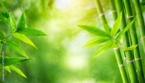 nature of green leaf bamboo in garden at summer natural green leaves plants using as spring background cover page greenery environment ecology wallpaper