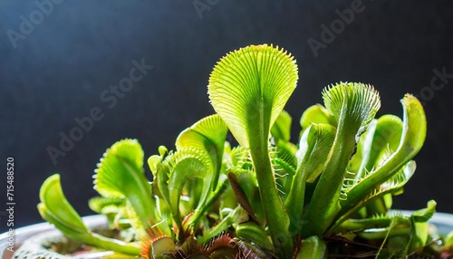exotic insect eating predator flower venus flytrap isolated on black background photo