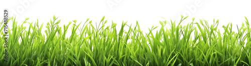 green grass isolated on white, park