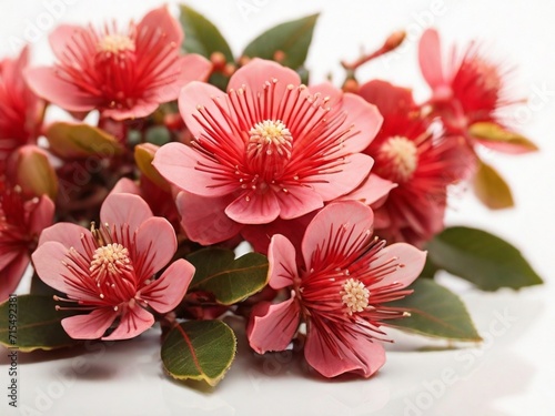 Metrosideros flowers isolated on white background 