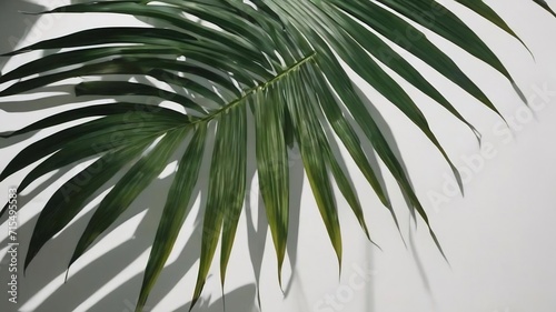 Abstract background of shadows palm leaves on a white wall.