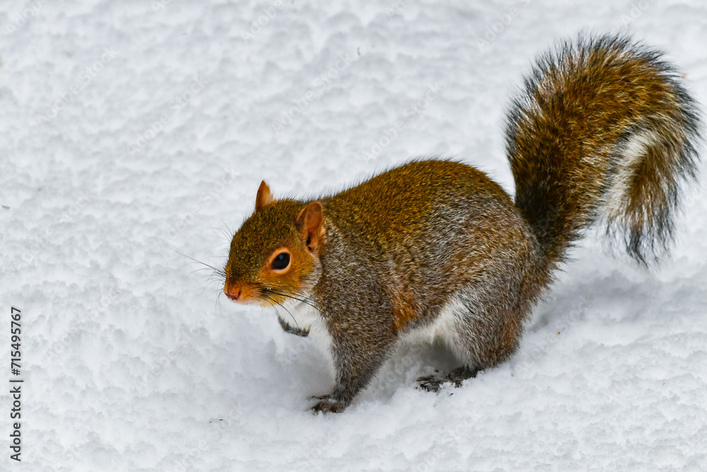 The eastern gray squirrel (Sciurus carolinensis), animal looking for food in winter, New Jersey The eastern gray squirrel (Sciurus carolinensis), animal looking for food in winter, New Jersey