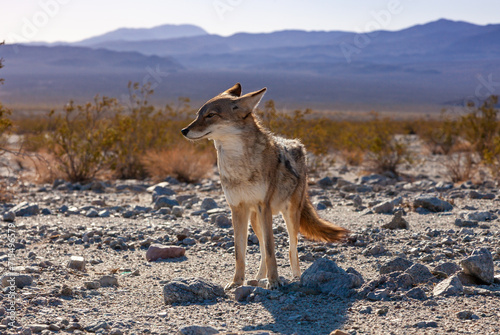 The coyote (Canis latrans), Death Valley National Park, California