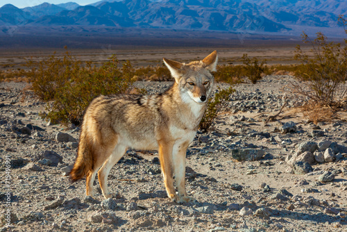 The coyote (Canis latrans), Death Valley National Park, California