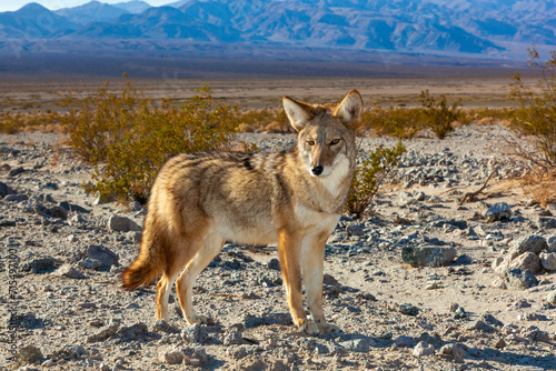 The coyote (Canis latrans), Death Valley National Park, California